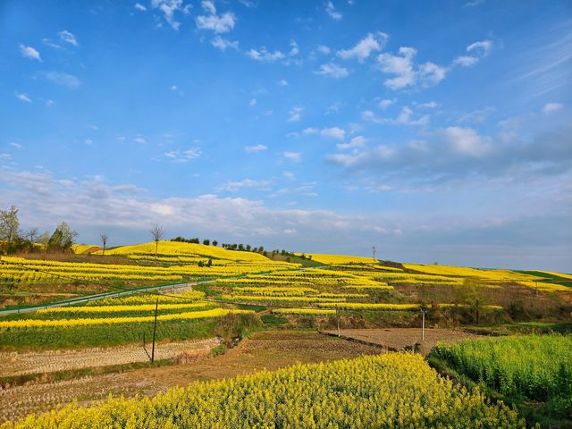 邊走邊看漢中油菜花系列之五：勉縣柿鎮路旁的油菜花海