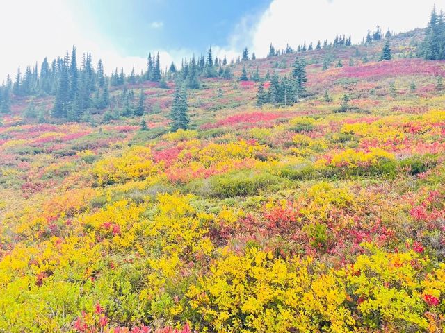 愛麗絲夢遊仙境本境雷尼爾山賞秋