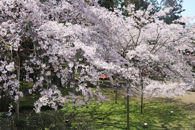 2024年京都賞櫻之旅3/30醍醐寺