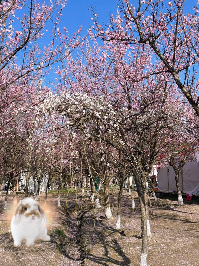 蘇州‖黃橋梅花園週末好去處