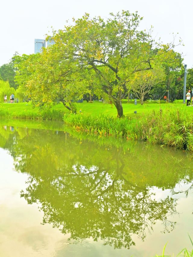 在雨後的四海公園，邂逅湖邊的浪漫