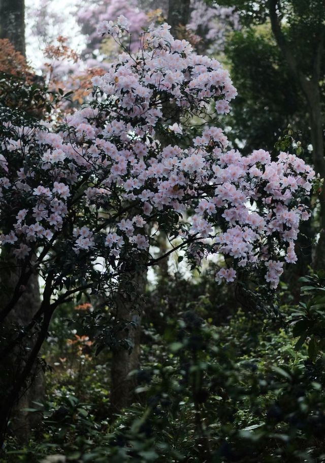 三月深圳賞花聖地，錯過要等一年