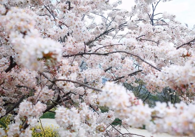想和櫻花完美邂逅嗎？來杭州“童話”景點