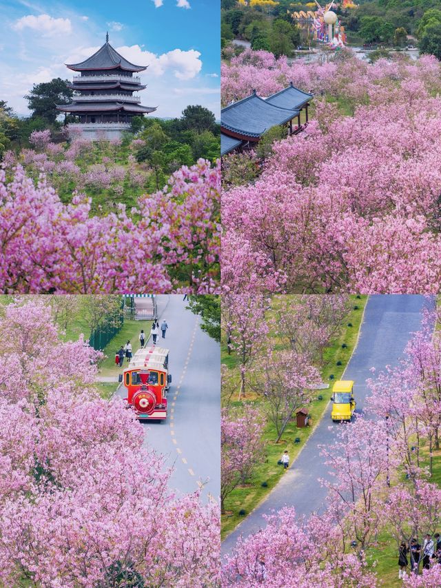 春日不必遠行，南寧最美賞花地就在青秀山！