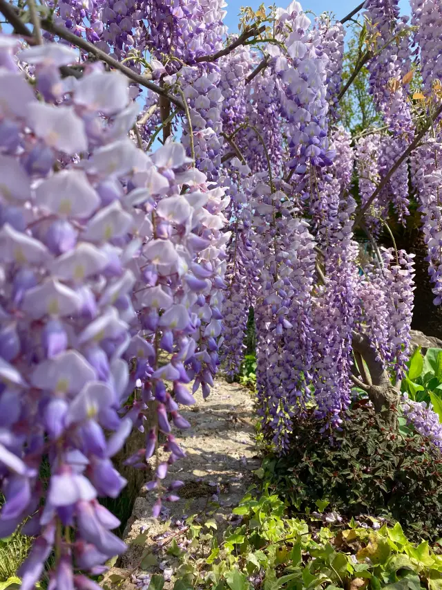 The botanical garden in spring is unbelievably beautiful