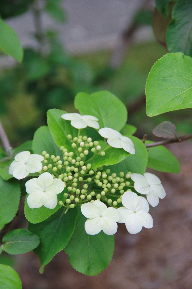 江門繡球公園，繡球正當時