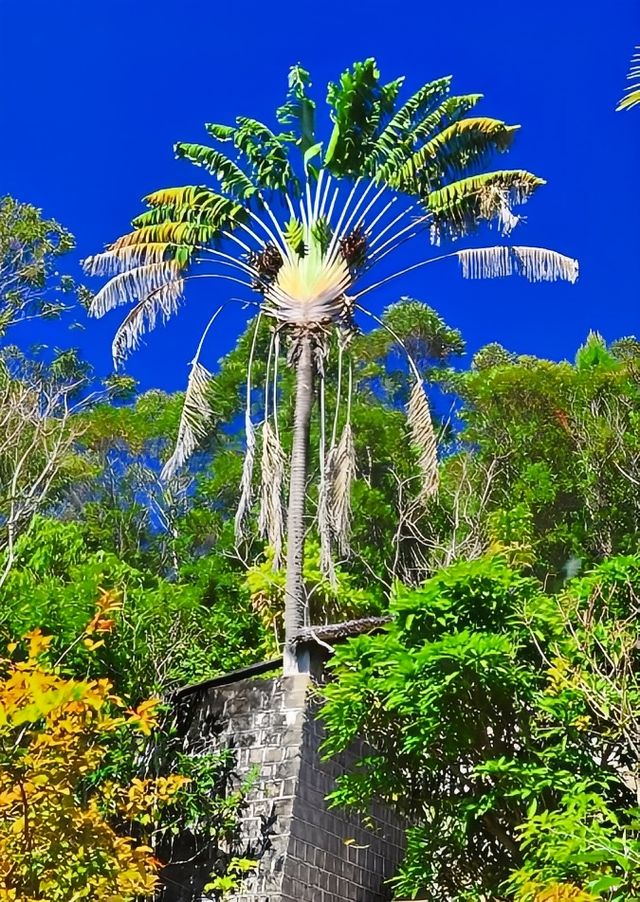達西貝國家森林保護區——探秘全地球最神秘的島嶼森林！