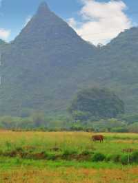 Cycling in Yangshuo🛵, landscapes, paddy fields, small shops, swings🏡, map routes.