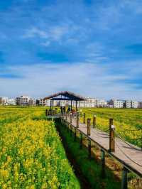 春日之約，漫步雲南昆明油菜花海