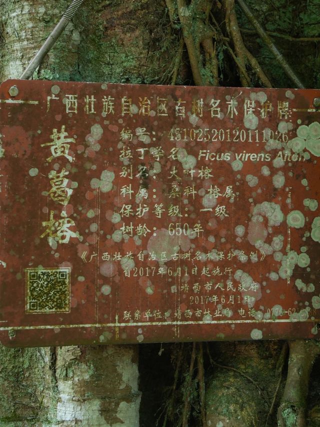 廣西小眾景點神秘的綠光仙境