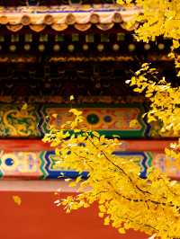 接下來的北京，是老舍筆下的北平之秋。