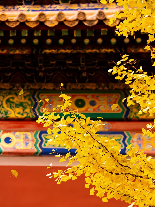 接下來的北京，是老舍筆下的北平之秋。