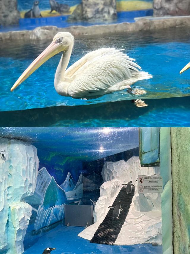 為了這一眼 我願意每年都來海洋館