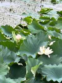 ：東平湖奇幻之旅，邂逅水韻之美！