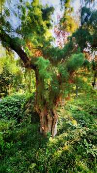 聽講西安豐慶公園錦簇芳菲，打卡過公園"山水綠叢中"才知曉。