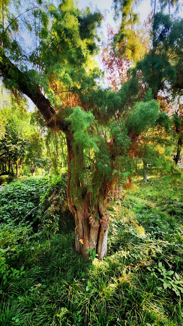 聽講西安豐慶公園錦簇芳菲，打卡過公園"山水綠叢中"才知曉。