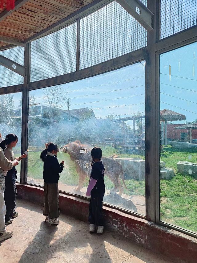 蘭州動物園，宛如一座隱藏在城市中的自然寶藏。