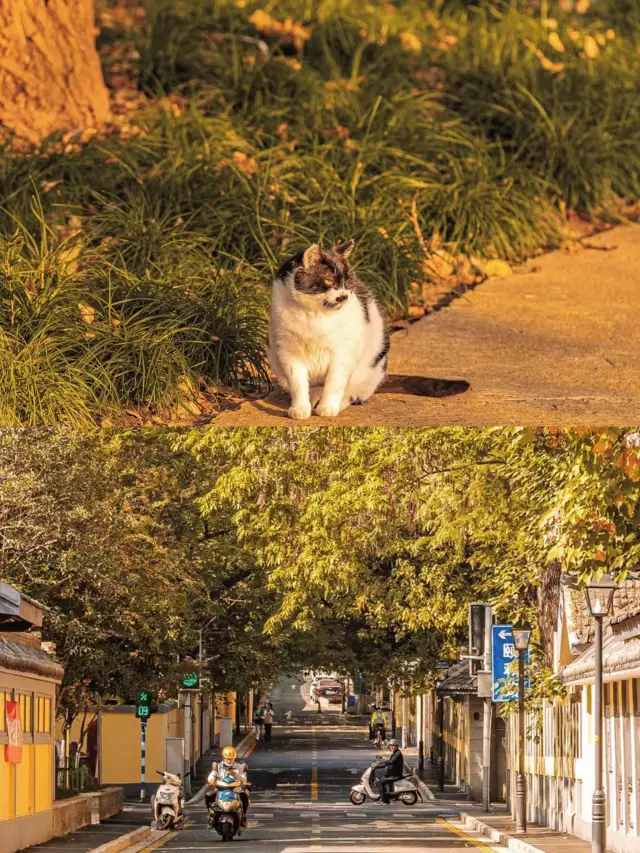 남경의 가을 필수 방문지.