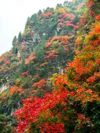 【秦嶺秋色】S101公路上的紅葉盛宴與黑龍口美食之旅。