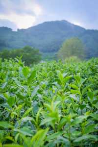 品茶賞景各不誤，杭州茶山徒步週末衝衝衝。