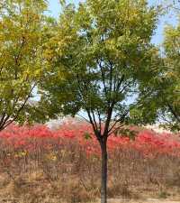 荒野紅葉，異星礦場。
