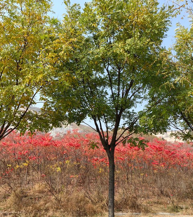 荒野紅葉，異星礦場。