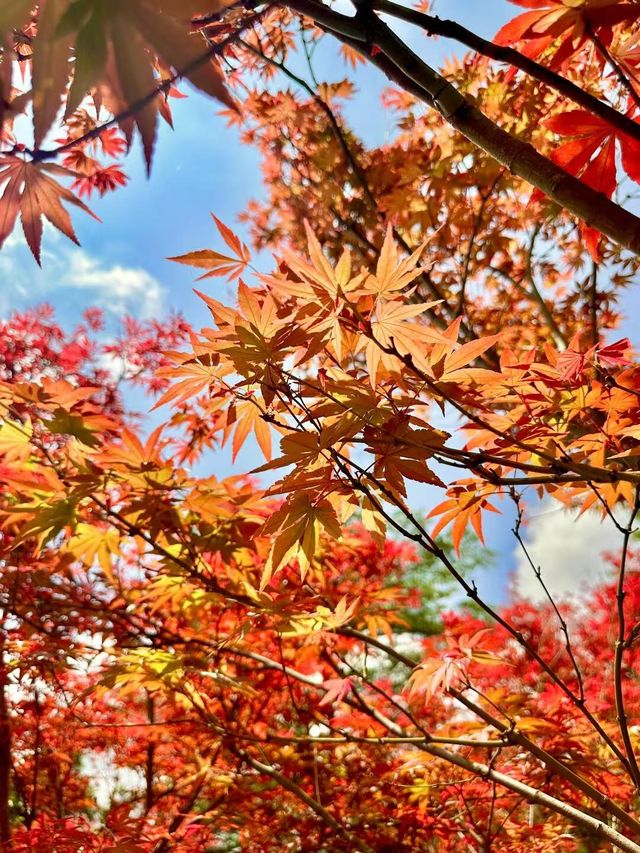 廣州帽峰山賞楓正當時，踏秋好去處。