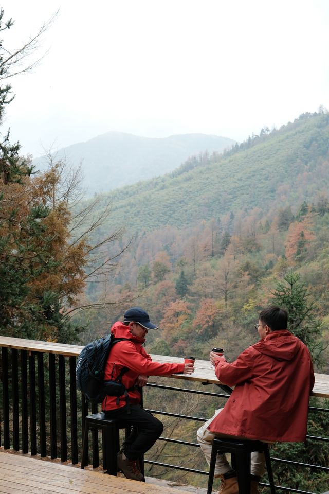 11.9金錢松徒步｜最後一批秋景讓我趕上了。
