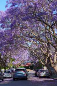 Sydney, it's the season of Jacaranda blooms again!