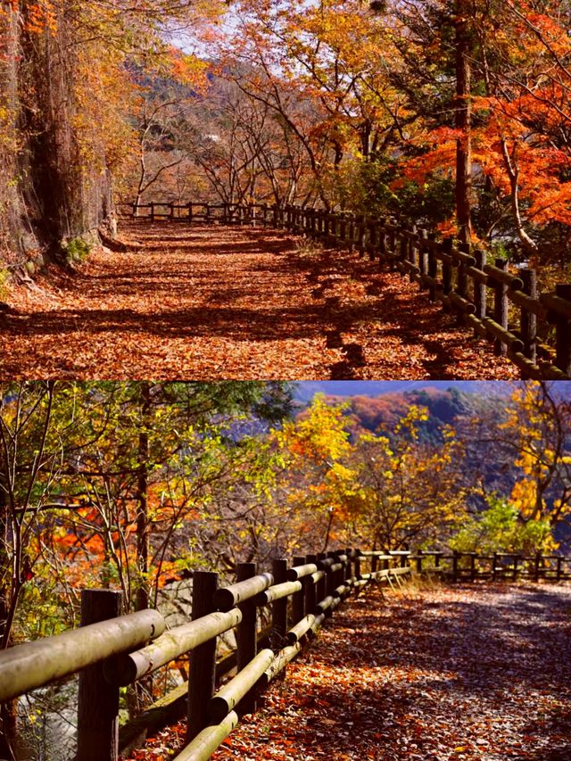 東京奧多摩紅葉‖湖畔賞秋旅遊打卡避坑攻略。