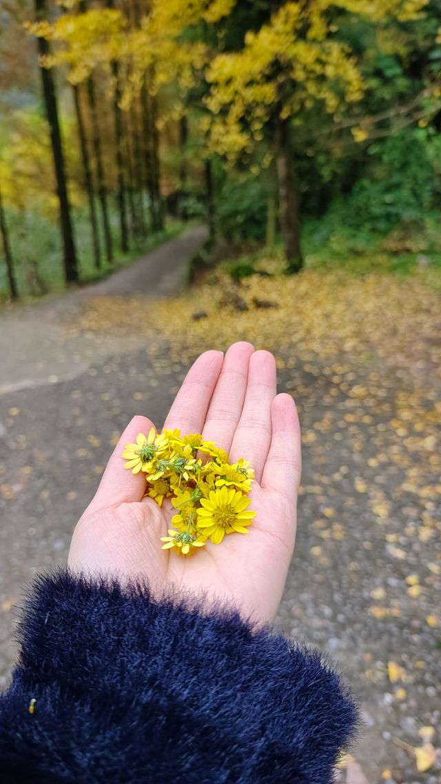 周末徒步拾秋——大邑龍窩子。
