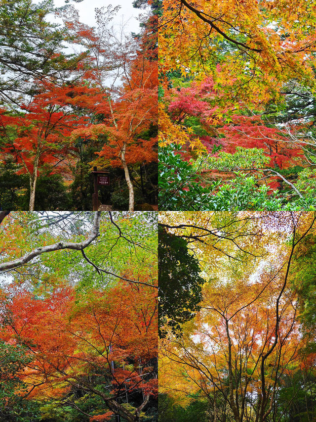 濟南紅葉谷｜為了一片葉，去赴一座山。