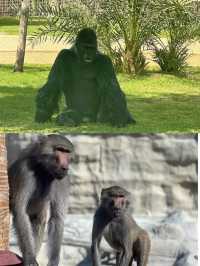迪拜野生動物園打卡（附詳細攻略）。