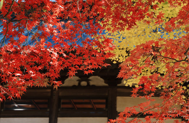 日本長野長圓寺 血紅的楓美極了。