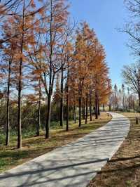 鄭州北龍湖濕地公園裡的水杉，美得像一幅油畫！