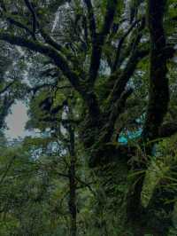 傳說中的雲南蟲谷，哀牢山原始森林