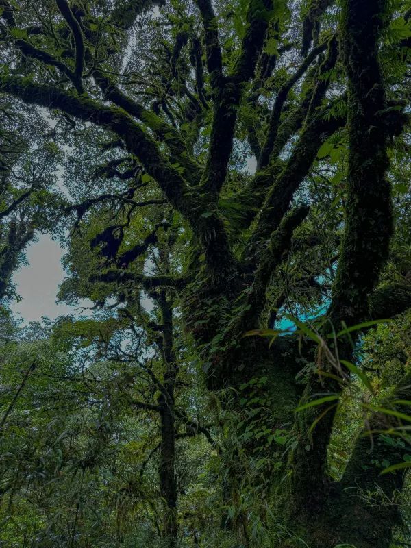 傳說中的雲南蟲谷，哀牢山原始森林