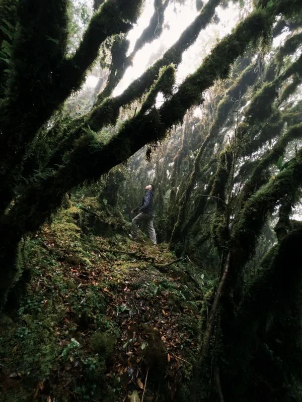 哀牢山⛰️來看看怎麼個事