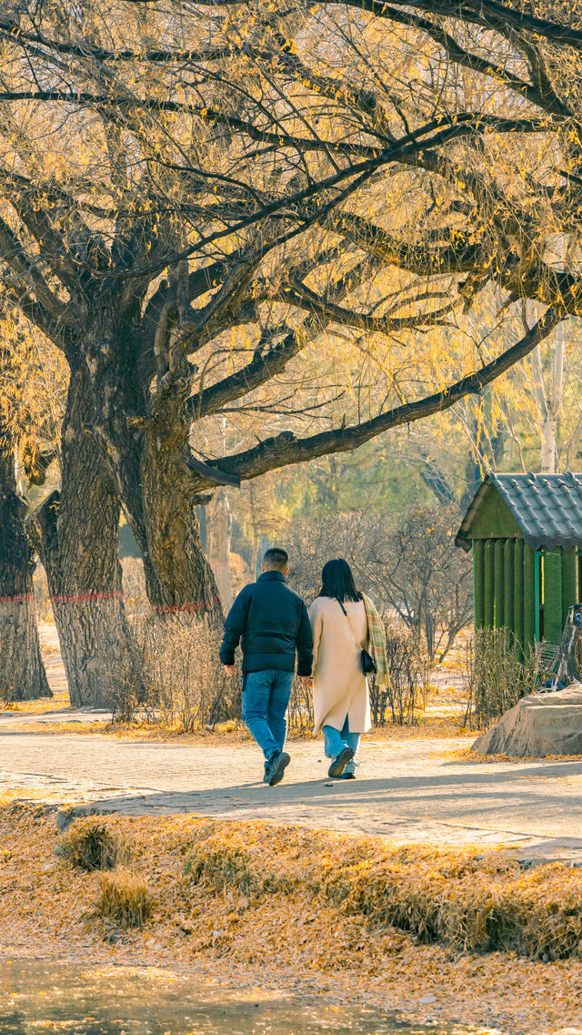 呼和浩特的青城公園冬天，美如畫卷般（附攻略）