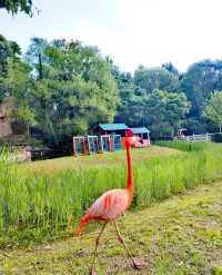 瀋陽鳥島：鳥類天堂，自然之美的極致體驗
