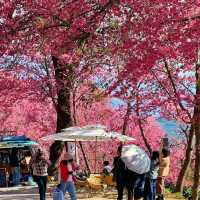 2. 《雲南無量山櫻花谷：開啟夢幻冬日的粉色花約》