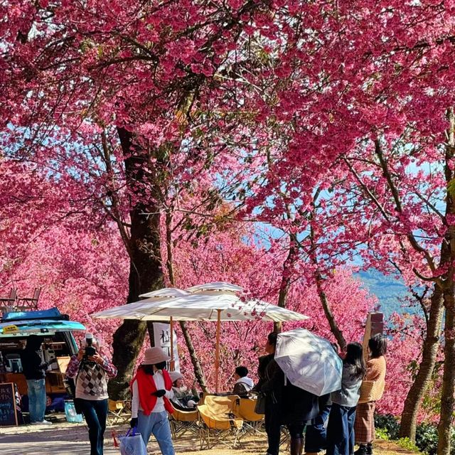 2. 《雲南無量山櫻花谷：開啟夢幻冬日的粉色花約》