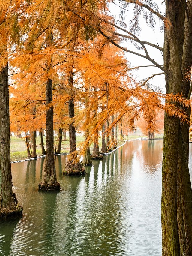 青西郊野公園