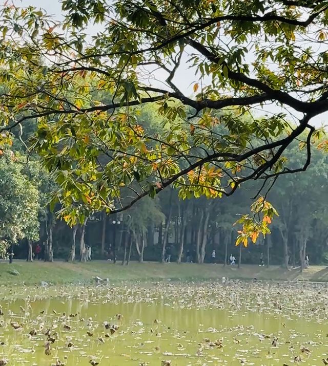 深圳｜洪湖公園落羽杉 錯過等一年