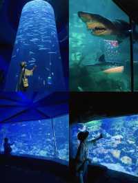 Experience the Romance of Hong Kong's Ocean Park