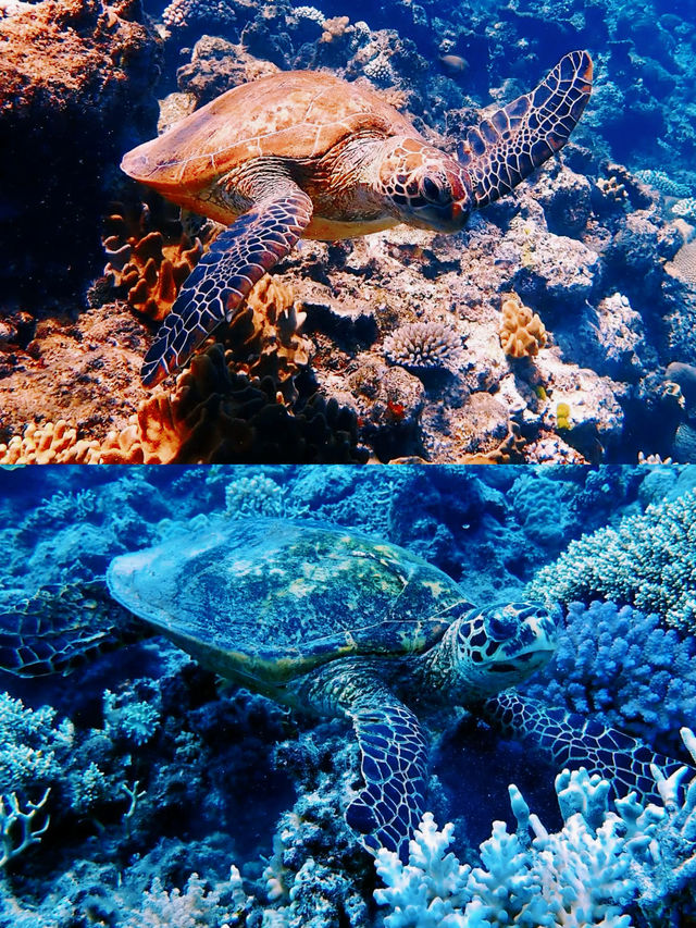 跟着我上天下海：黃金海岸潛水