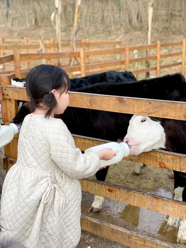 成都出發1h ｜餵奶牛餵小動物 遛娃…