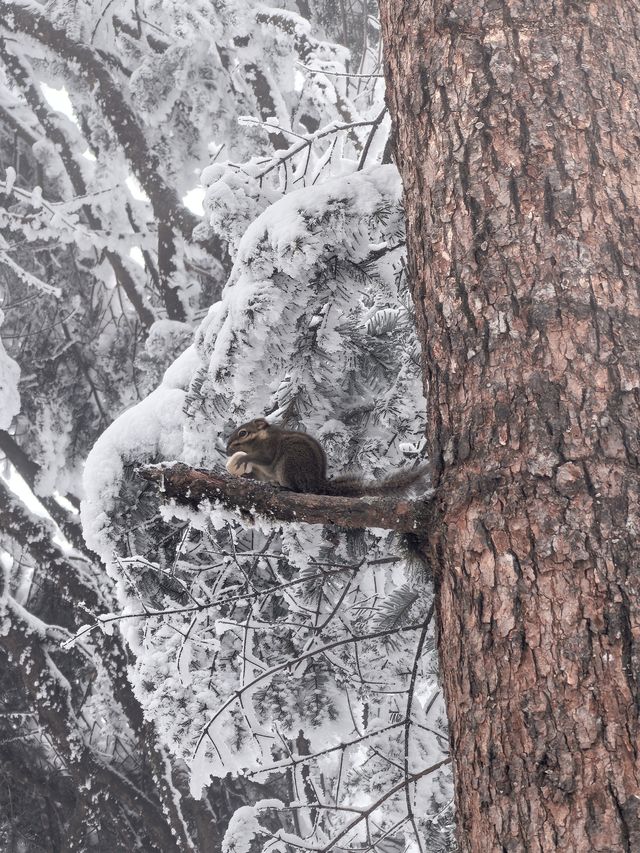 瓦屋山不止有雪