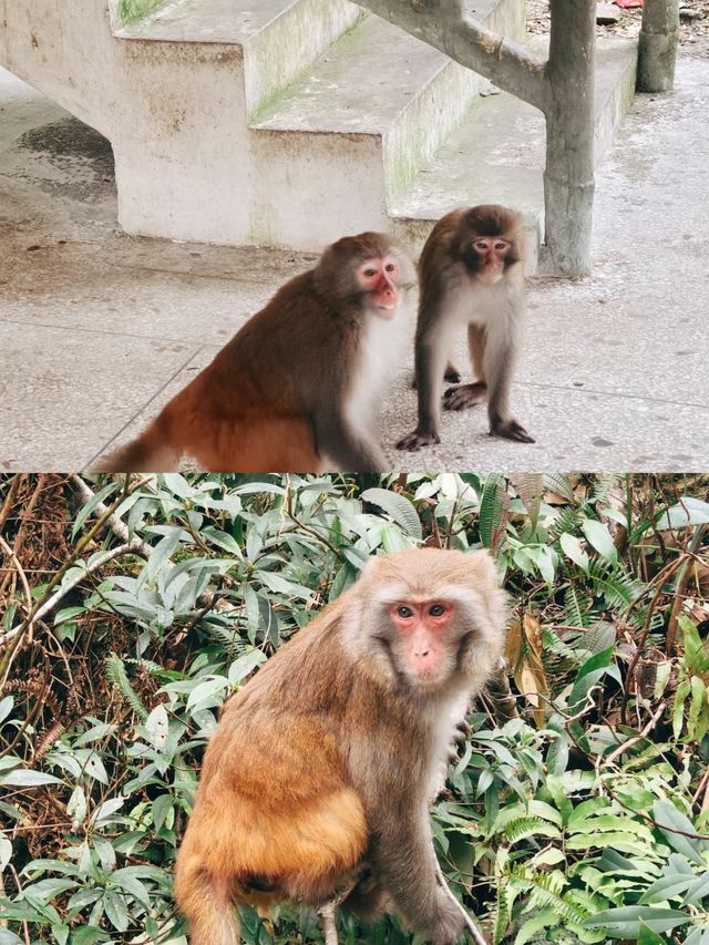 銀杉公園，揭秘大自然中的珍稀寶藏！