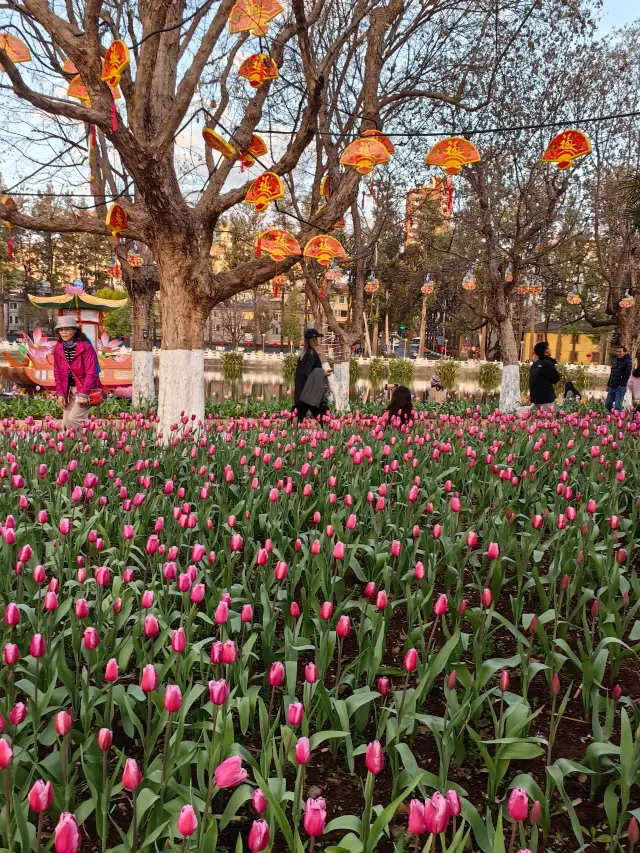 昆明翠湖公園鬱金香花展等你來賞花